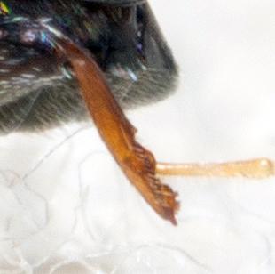 Réf. 277 106 : Psylliodes sp.